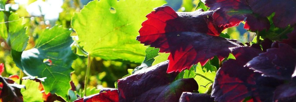 Per salutare l'Estate, una FESTA lunga un mese 