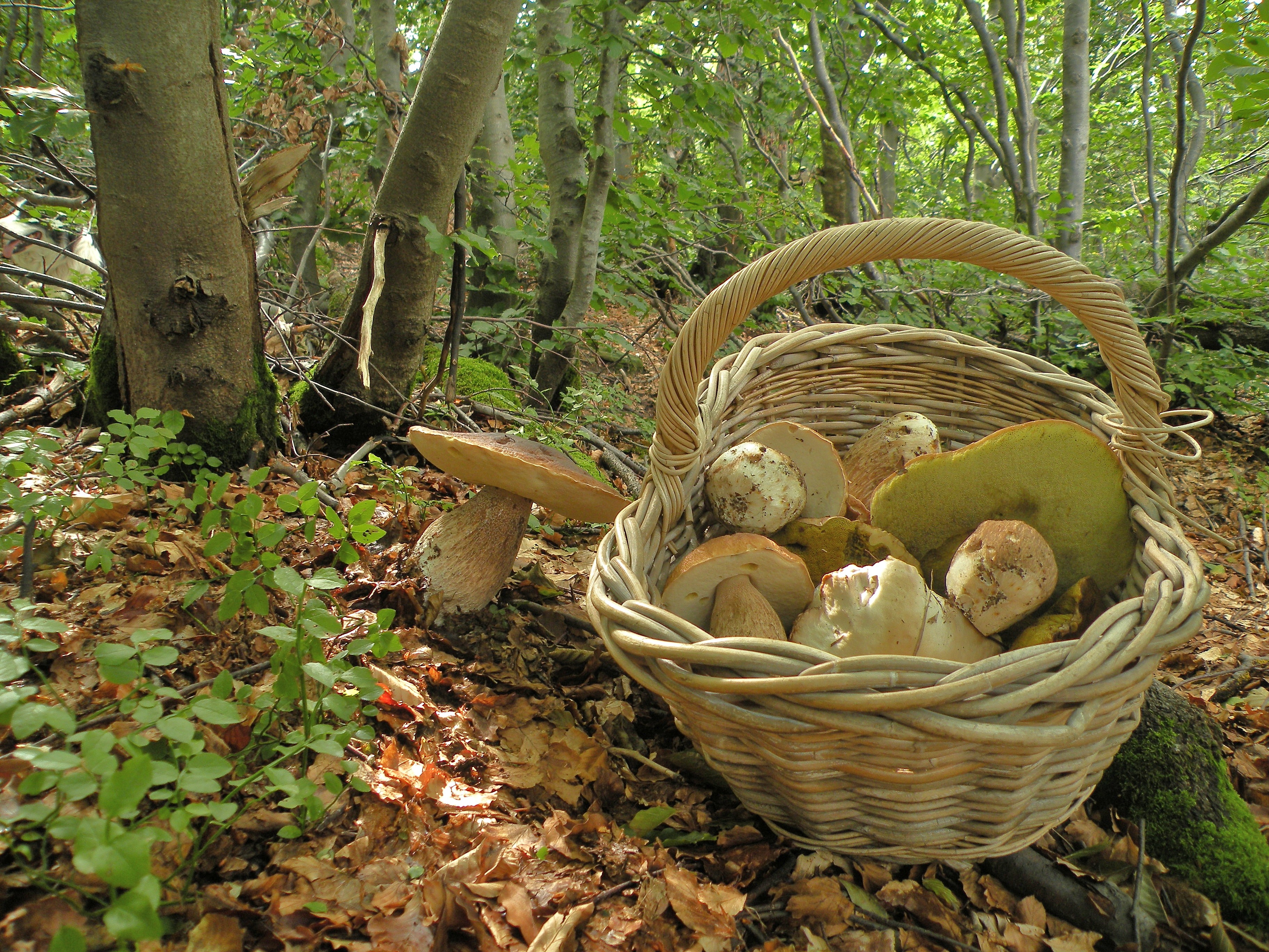 Funghi